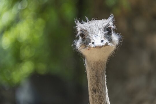 Greater Rhea (Rhea americana), portrait, captive