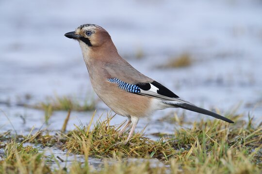 Eurasian Jay (Garrulus glandarius), Mazovia, Poland