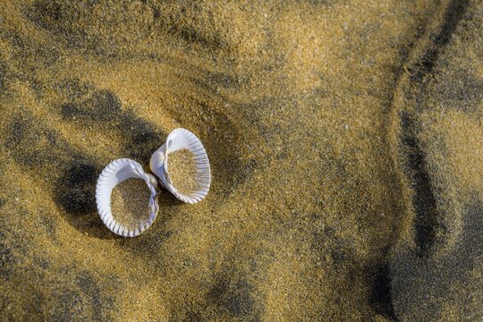 Shells on the sand of Rau&eth;asandur, Patreksfj&ouml;r&eth;ur, Vestfir&eth;ir, Iceland