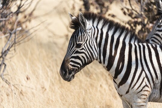 Burchell's Zebra (Equus burchellii), Etosha National Park, Namibia