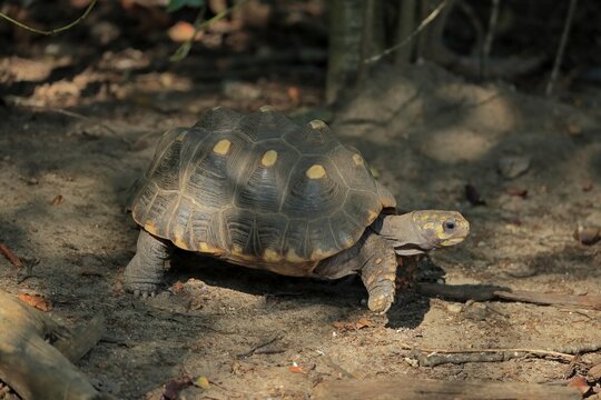 Red-footed tortoise (Geochelone carbonaria), adult, foraging, captive