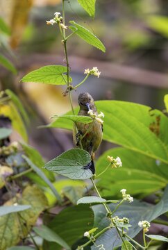 Olive-bellied Sunbird (Cinnyris chloropygius) sitting on a branch, eating nectar from a flower, Mgahinga Gorilla National Park, Western Region, Uganda