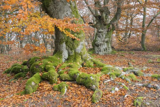 Common beech (Fagus sylvatica), Hute beech in autumn, Hutewald Halloh, Hesse, Germany