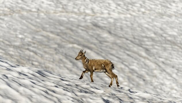 Young alpine ibex (Capra ibex) in the change of coat running over snowfield, Mont Blanc massif, Chamonix, France