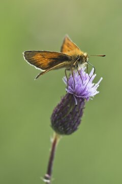 Large skipper (Ochlodes sylvanus), Emsland, Lower Saxony, Germany
