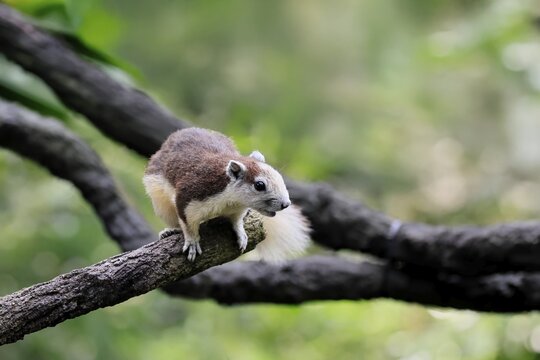 Finlayson's squirrel (Callosciurus finlaysonii), adult, on tree, foraging, Singapore, Southeast Asia