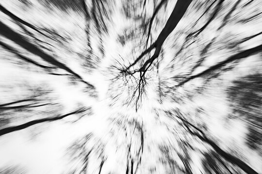 Deciduous trees in black and white, Unterallg&auml;u, Bavaria, Germany