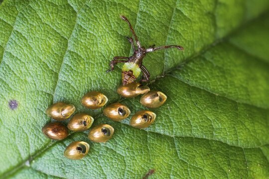 Box bug (Gonocerus acuteangulatus), eggs and freshly hatched larvae on rose leaf
