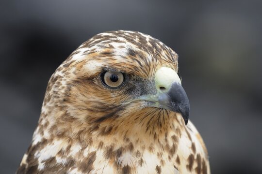 Galapagos Hawk (Buteo galapagoensis), the only day-active bird-of-prey of the Galapagos Islands, Espanola Island, Galapagos, Ecuador, South America