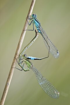 Azure damselfly (Coenagrion puella), mating wheel, Emsland, Lower Saxony, Germany