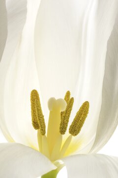 Tulip (Tulipa), flower, white, pistils and stamens, Baden-W&uuml;rttemberg, Germany