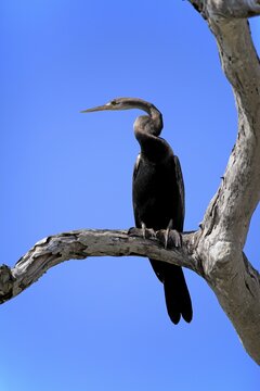 Oriental darter (Anhinga melanogaster), adult, on the lookout, Bundala National Park, Sri Lanka