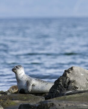 Harbour or Harbor Seal (Phoca vitulina), Westfjords or West Fjords, Iceland, Europe