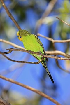 Budgie (Melopsittacus undulatus), adult male aut Warte, Mount Lofty, South Australia, Australia