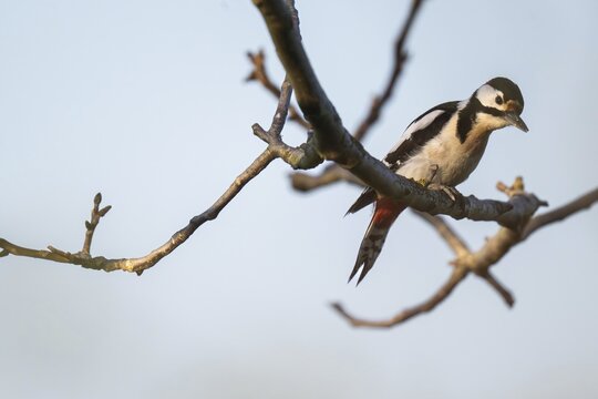 Great spotted woodpecker (Dendrocopos major) in a walnut tree, Baden-W&uuml;rttemberg, Germany