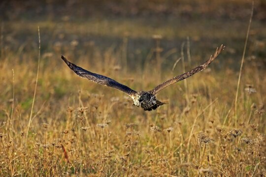 Steppe buzzard (Buteo buteo), adult, flying over meadow, calling, Slovakia