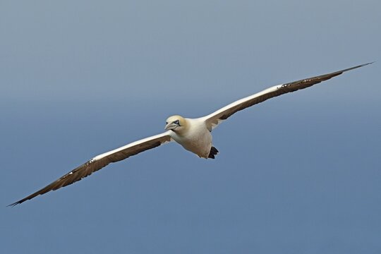 Northern Gannet (Sula bassana), Heligoland, Schleswig-Holstein, Germany