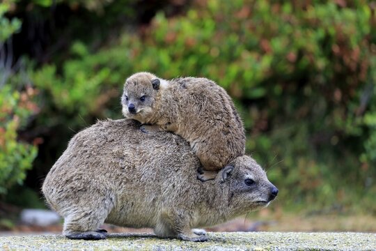 Rock Hyrax (Procavia capensis), female with young on her back, social behavior, Betty's Bay, Western Cape, South Africa