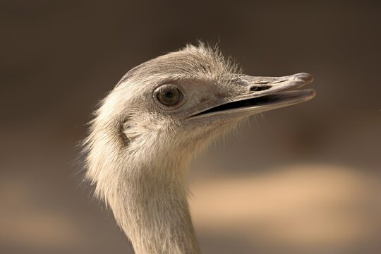 Greater Rhea (Rhea americana), adult, native to South America, captive