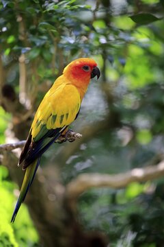 Sun conure (Aratinga solstitialis), adult on branch, captive, occurrence South America