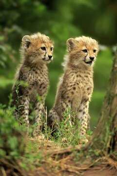 Sudan cheetah (Acinonyx jubatus soemmeringii), two young animals, siblings, sitting, ten weeks old, occurrence Sudan, captive