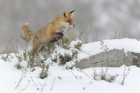 Red fox (Vulpes vulpes), jumping, in a monochrome misty winter landscape, National Park, Sumava, Czech Republic