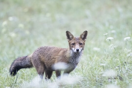 Red fox (Vulpes vulpes) in a meadow, Hesse, Germany