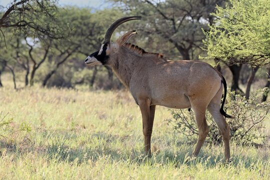 Roan antelope (Hippotragus equinus), adult, alert, Mokala National Park, Northern Cape, South Africa