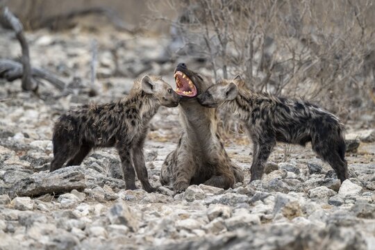Spotted hyena or spotted hyena (Crocuta crocuta) with two young animals, Etosha National Park, Namibia