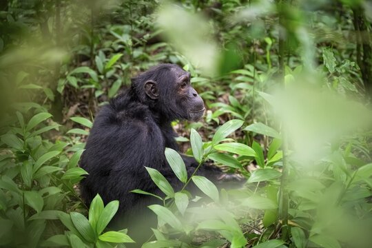 Chimpanzee (Pan Troglodytes), male on the ground, jungle in Kibale National Park, Uganda