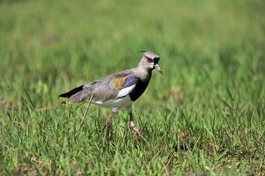 Southern lapwing (Vanellus chilensis), adult foraging, Pantanal, Mato Grosso, Brazil