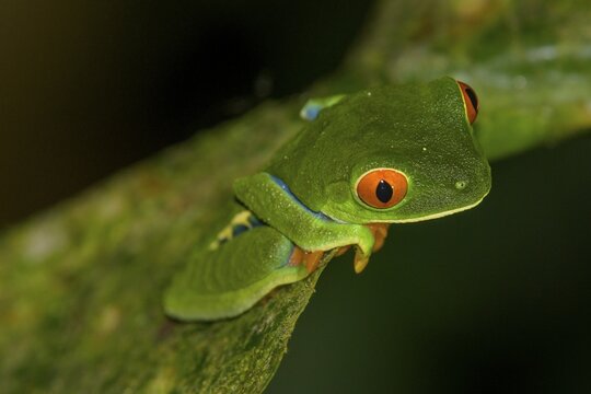 Red-eyed tree frog (Agalychnis callidryas), Arenal Observatory Lodge, Fortuna, Alajuela Province, Costa Rica