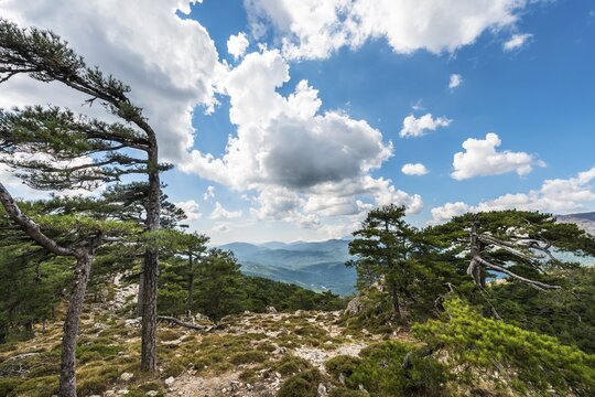 View of a pine forest and green hills, beautiful clouds, Col de Bavella, Bavella Massif, Corsica, France
