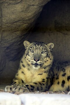 Snow leopard (Uncia uncia), adult, portrait, lying, alert, captive, Switzerland