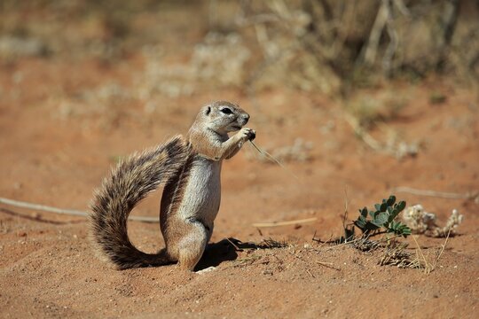 Cape ground squirrel (Xerus inauris), adult, eating, Mountain Zebra National Park, Eastern Cape, South Africa