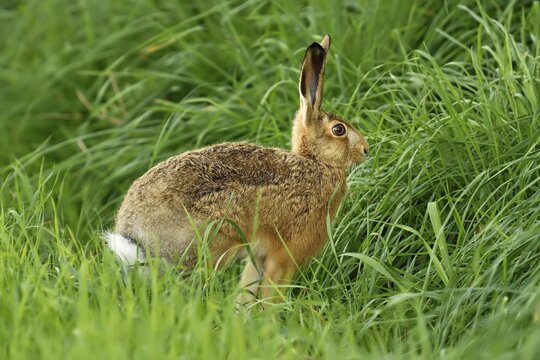 Young European hare (Lepus europaeus), standing in meadow, nature reserve Reussspitz, canton Zug, Switzerland