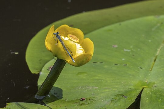 Azure damselflies (Coenagrion puella) laying eggs, Emsland, Lower Saxony, Germany