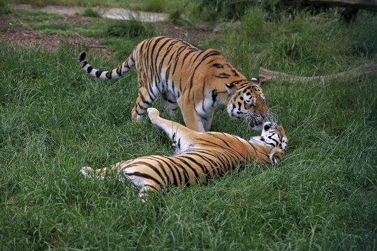 Siberian Tigers (Panthera tigris altaica), adults, pair, social behavior, native to Asia, captive, England, United Kingdom