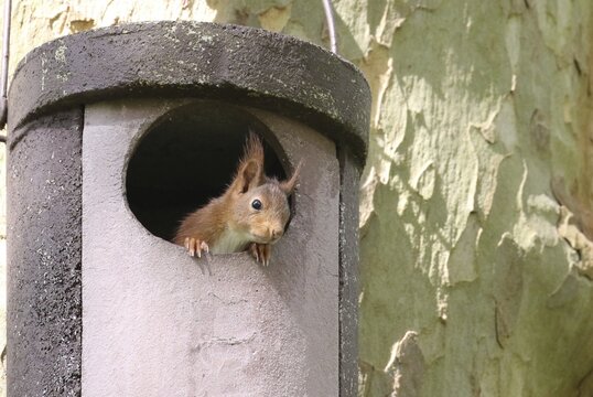 Young squirrel (Sciurus vulgaris) looking out of owl nesting box, Hesse, Germany
