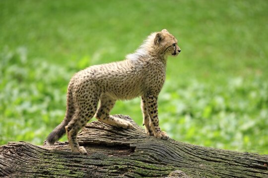 Cheetah (Acinonyx jubatus), cub, native to Africa, captive, Nuremberg, Middle Franconia, Bavaria, Germany