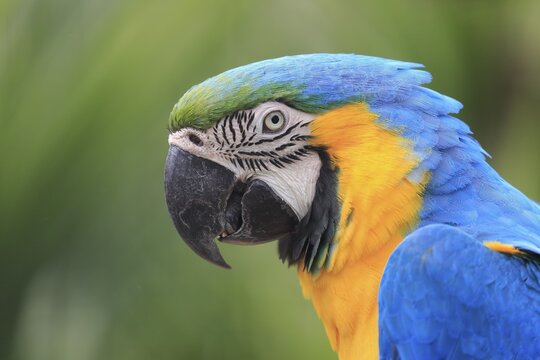 Blue and yellow macaw (Ara ararauna), adult, portrait, captive, Adelaide, South Australia, Australia