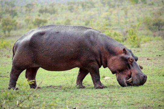 Hippo (Hippopotamus amphibius), adult, feeding, eats fresh grass, foraging, Sabi Sand Game Reserve, Kruger National Park, South Africa
