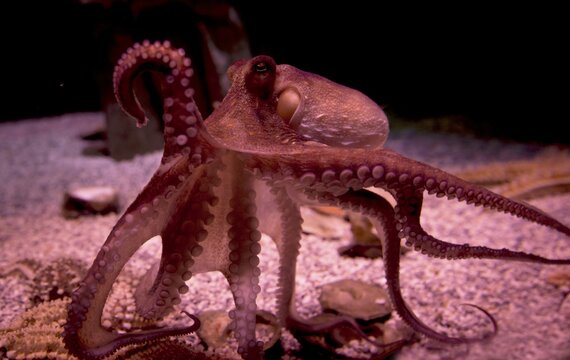 Red Octopus (Octopoda) in an aquarium, captive