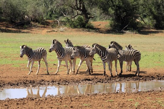 Burchell's zebra (Equus quagga burchelli), Burchell's zebra, adult, group, at water, drinking trough, waterhole, alert, Mokala National Park, Northern Cape, South Africa