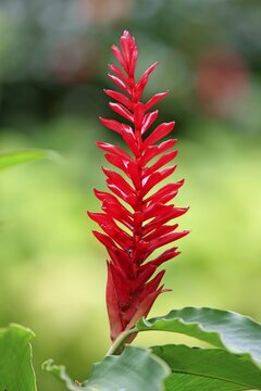 Turmeric (Curcuma longa), flower, Kota Kinabalu, Sabah, Borneo, Malaysia