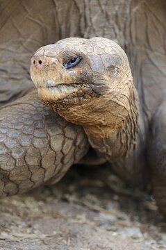 Head portrait of a Galapagos Giant Tortoise (Geochelone elephantopus), Galapagos, Ecuador, South America