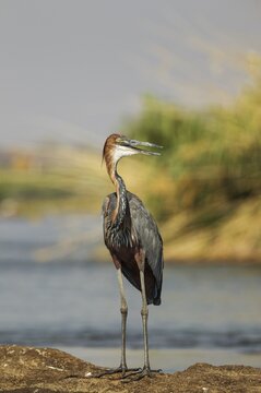 Goliath Heron (Ardea goliath), on a rock island in the Chobe River, Chobe National Park, Botswana