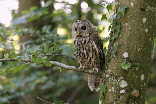 Tawny owl or brown owl (Strix aluco), adult, sitting on tree, Kasselburg, Eifel, Germany