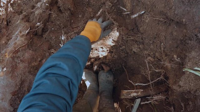 Chop with an axe, chop with an axe the roots, chop the roots of the tree