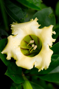 Close-up of Solandra grandiflora or showy chalicevine, or papaturra flower. Climbing plant with large, trumpet-shaped flowers. View into the center of the flower. Selective focus